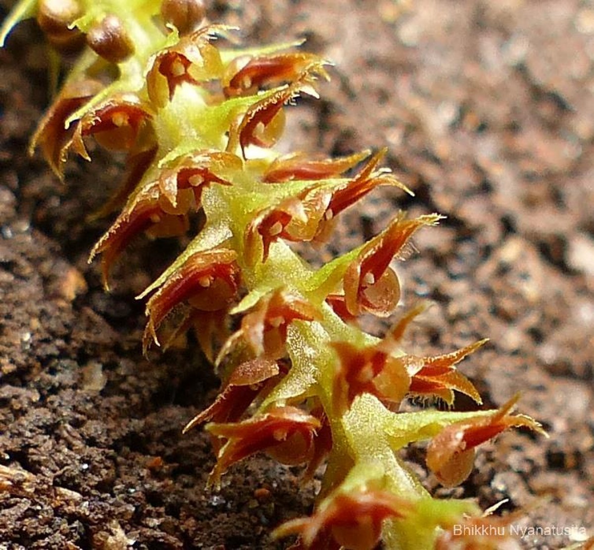 Oberonia weragamaensis Jayaw.